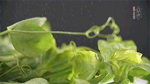 豌豆尖洗凈，切斷備用。