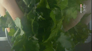 【面皮】1.鍋中水開時，放挑揀好的艾草和一撮小蘇打，第一遍煮開后倒掉，重新加水大火煮開后，小火煮1小時。煮爛的艾草用紗布瀝干。